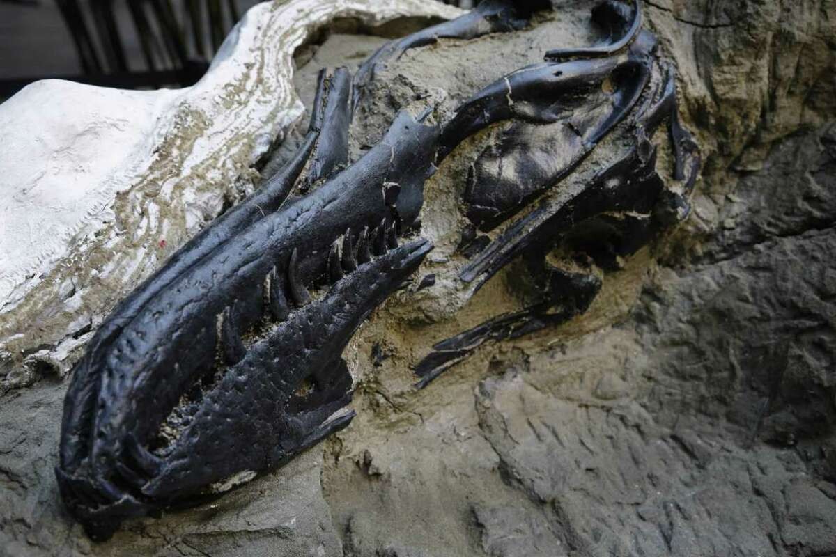 Skamenelina "bojující dinosauři" je nutí radikální přehodnocení zbytky