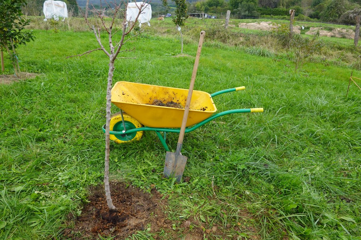 Co je třeba udělat s ovocnými stromy, aby příští rok byla dobrá úroda