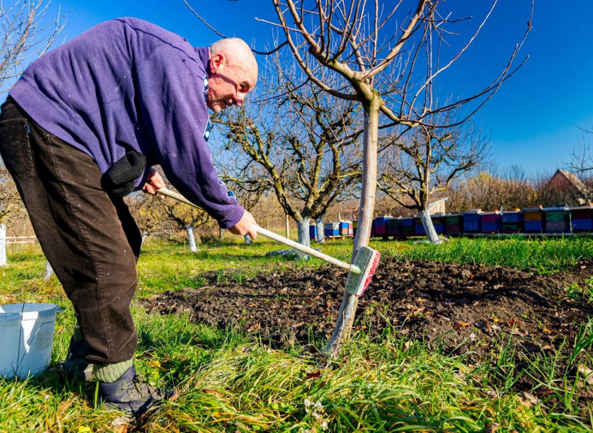Listopad v zahradě. Poslední podzimní výsadba a úklid před zimou