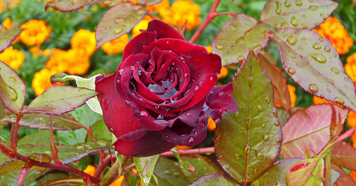 Odložte ho a zapomeňte na něj – růže přežijí každou zimu! Japonský patent na růžový keř.