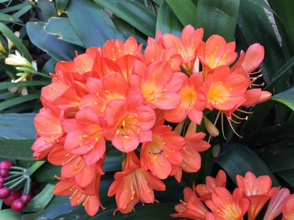 Jsou ještě krásnější než orchideje a navíc nádherně voní. Umístěte je na parapet.