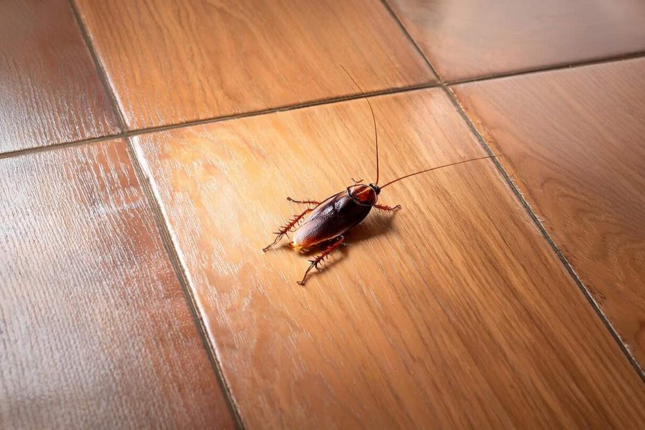 Vaše kuchyně je rájem pro šváby: používáte ji každý den a šváby ji mají velmi rádi.