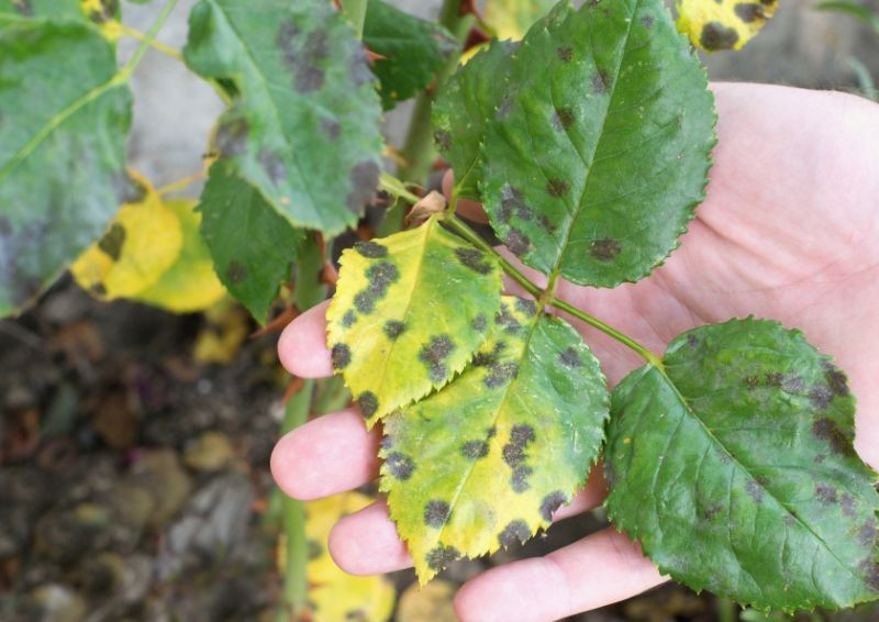 V listopadu je to velmi důležitý úkol při péči o růže. Nebudete mít problémy s černou skvrnitostí