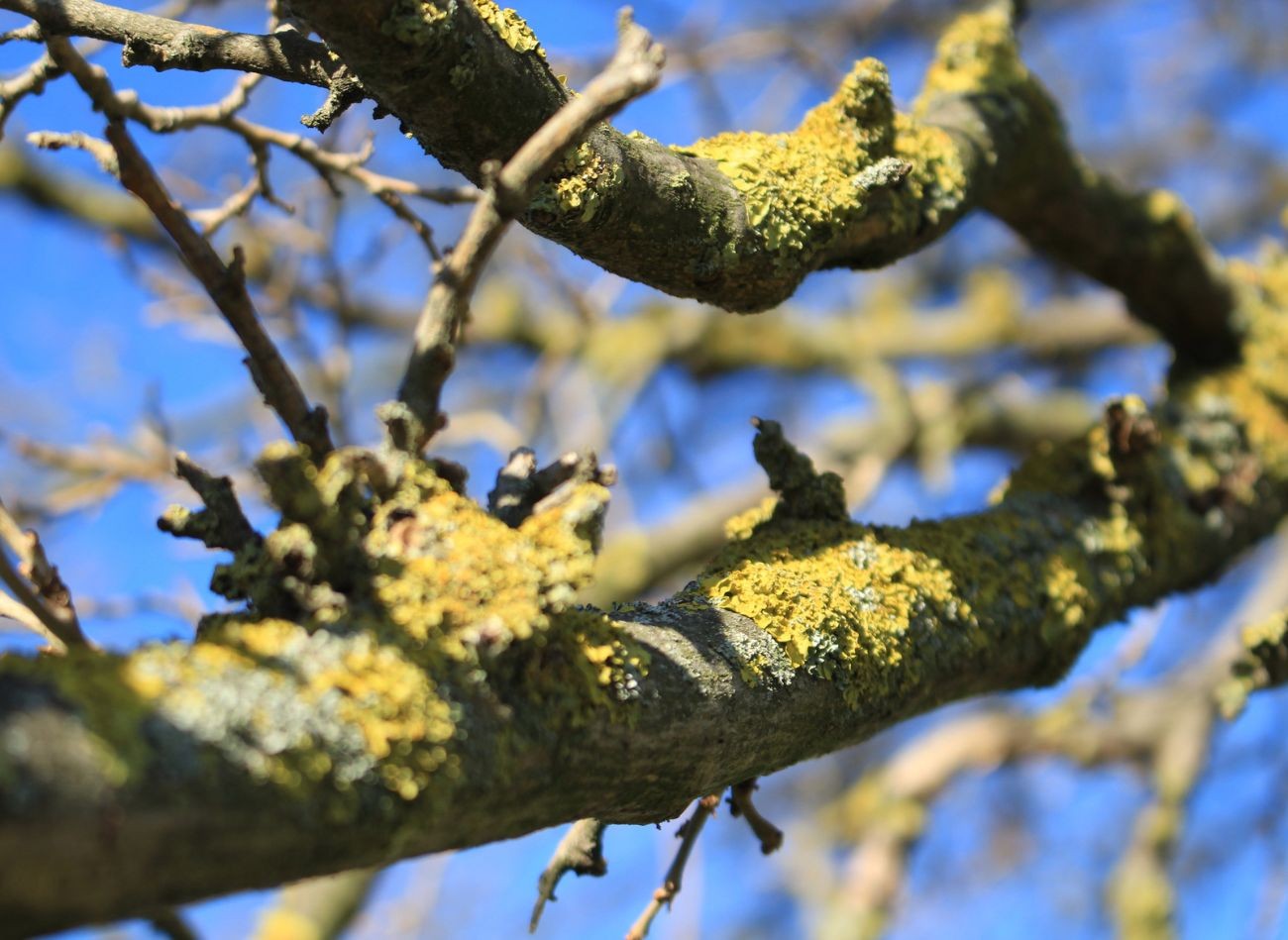 Licheny a mechy rychle zmizí ze stromů ve vaší zahradě. Řešením je jednoduchý a bezpečný přípravek.