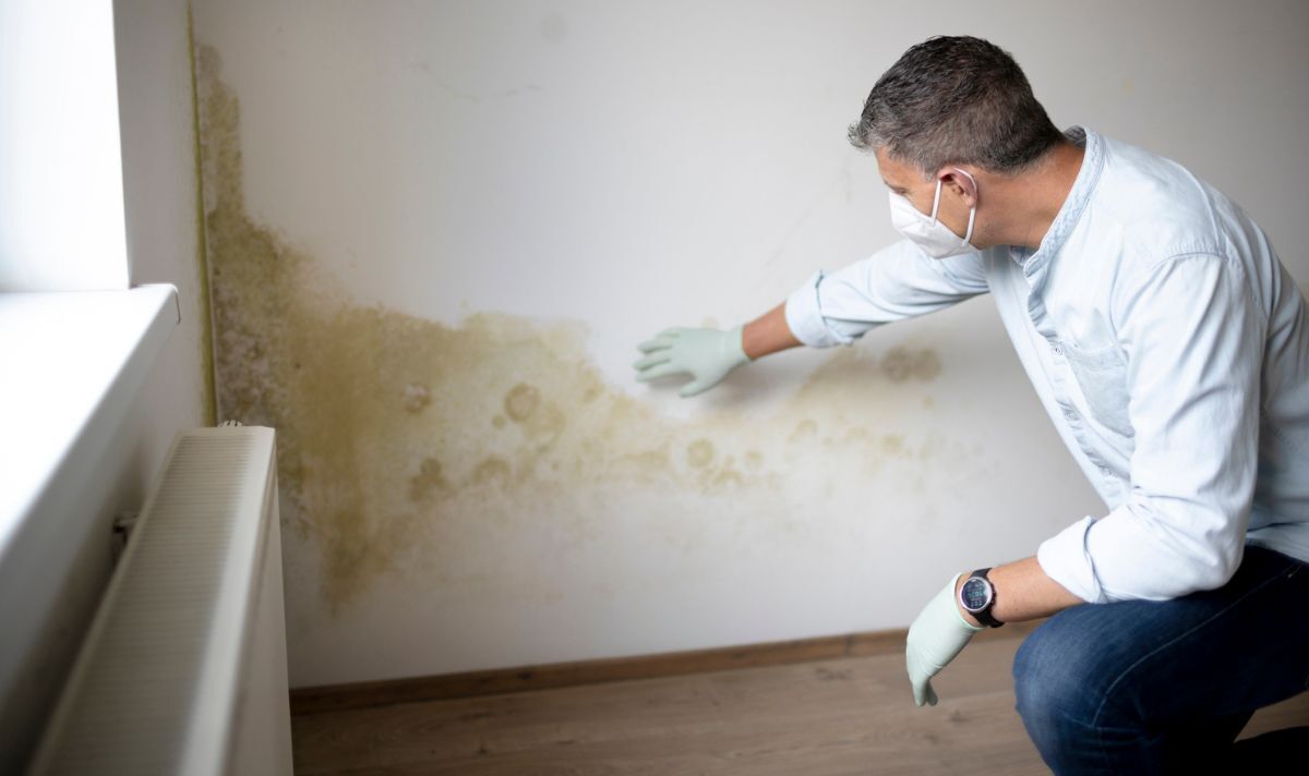 Bez amoniaku a bělidla: prostředek pro umělce, který odstraňuje vlhkost ze stěn.