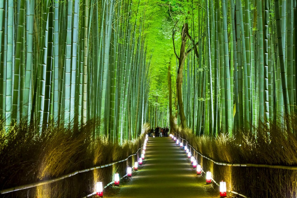 Proč tato země čelí ekologické krizi kvůli synchronnímu kvetení bambusu henon po 120 letech?