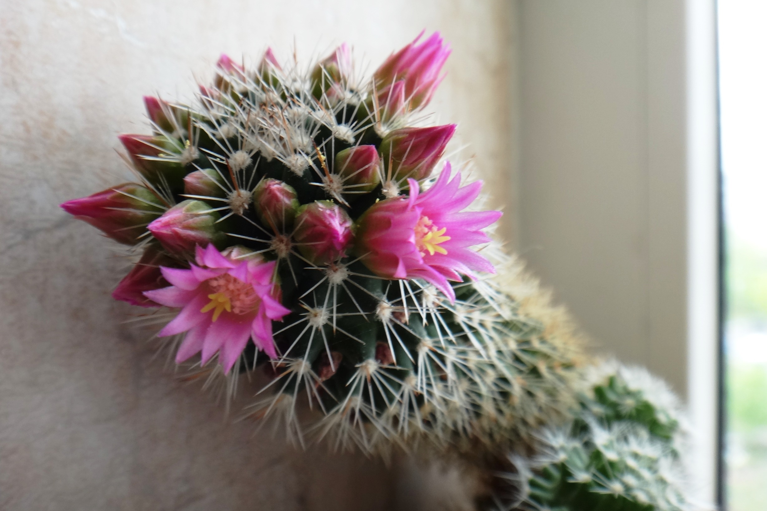 Tento postup konečně přiměje váš kaktus k rozkvětu. Podzim je poslední šance.