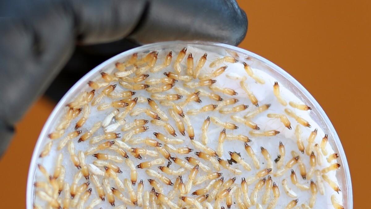 Na Tenerife je šest milionů čtverečních metrů potenciálně ohroženo termity