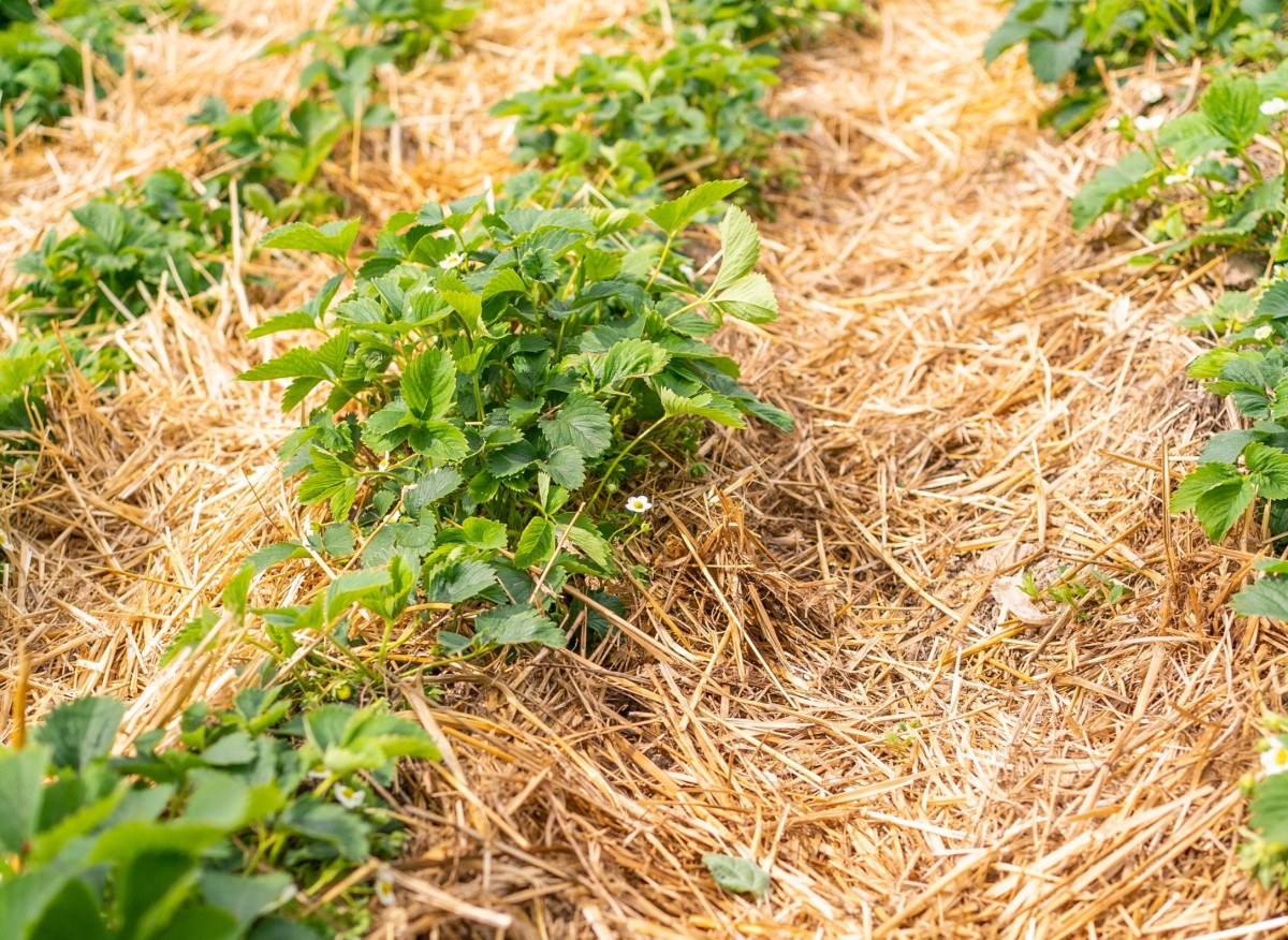 Pokud v listopadu uděláte vše správně, v létě budete mít spoustu jahod. Jedna úprava je obzvláště důležitá.