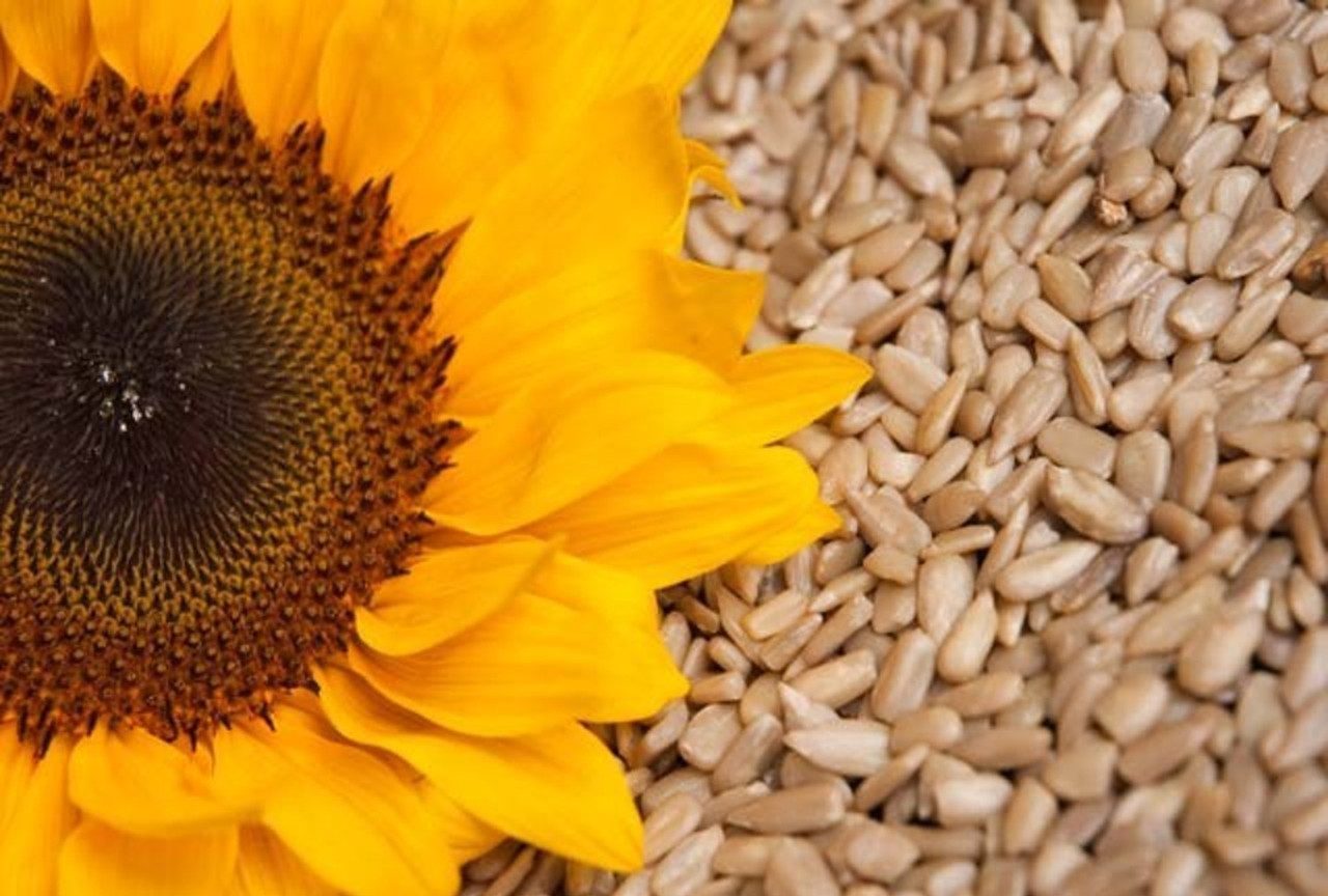 Slunečnicová semínka a jejich vynikající účinky na pokožku