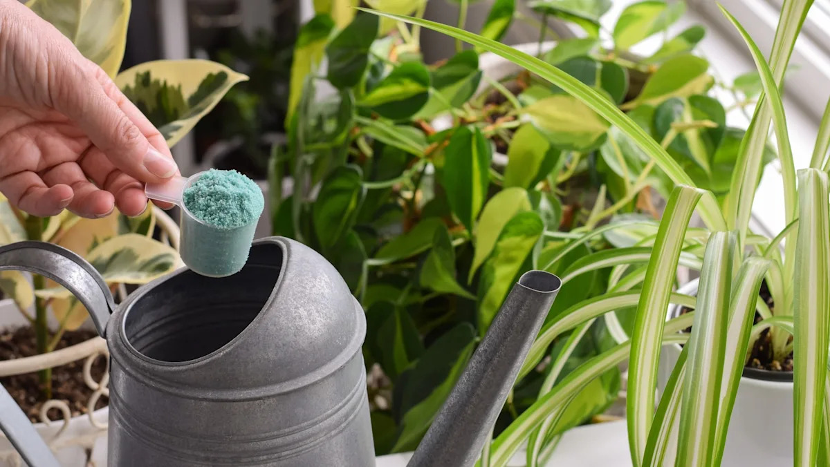 Odborník na rostliny: „Když vidíte povadlé a měkké listy na pokojové rostlině, neznamená to vždy, že je třeba ji zalévat.“