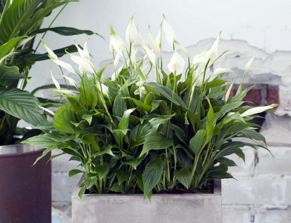 Spathiphyllum už dlouho nekvete? Udělejte to a rozkvete mořem poupat.