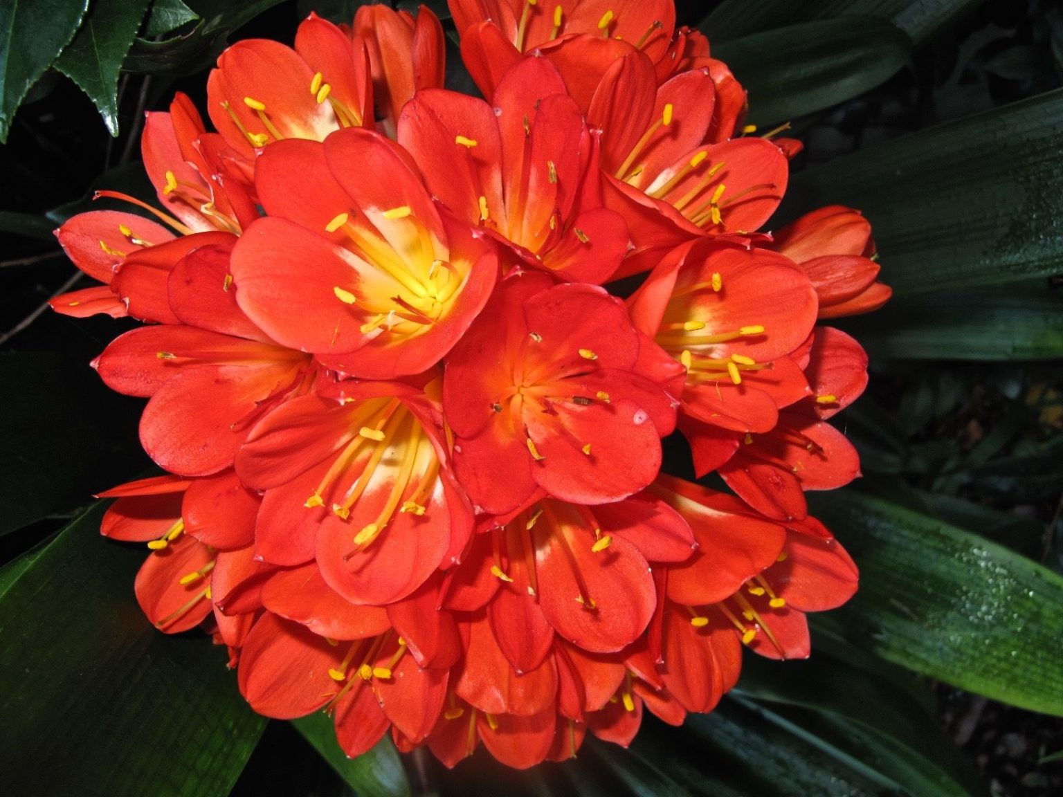 Jsou ještě krásnější než orchideje a navíc nádherně voní. Umístěte je na parapet.