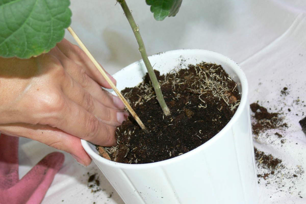 Jak pečovat o pokojové rostliny: pokud listy žloutnou, je to kvůli tomuto konkrétnímu problému