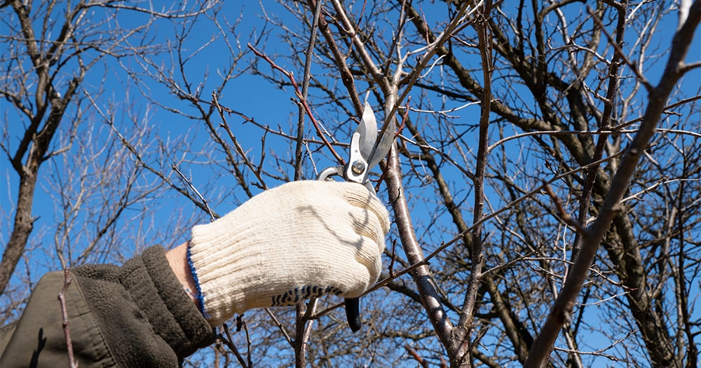 Poslední šance před mrazem: tyto stromy a keře je třeba prořezat ještě v listopadu