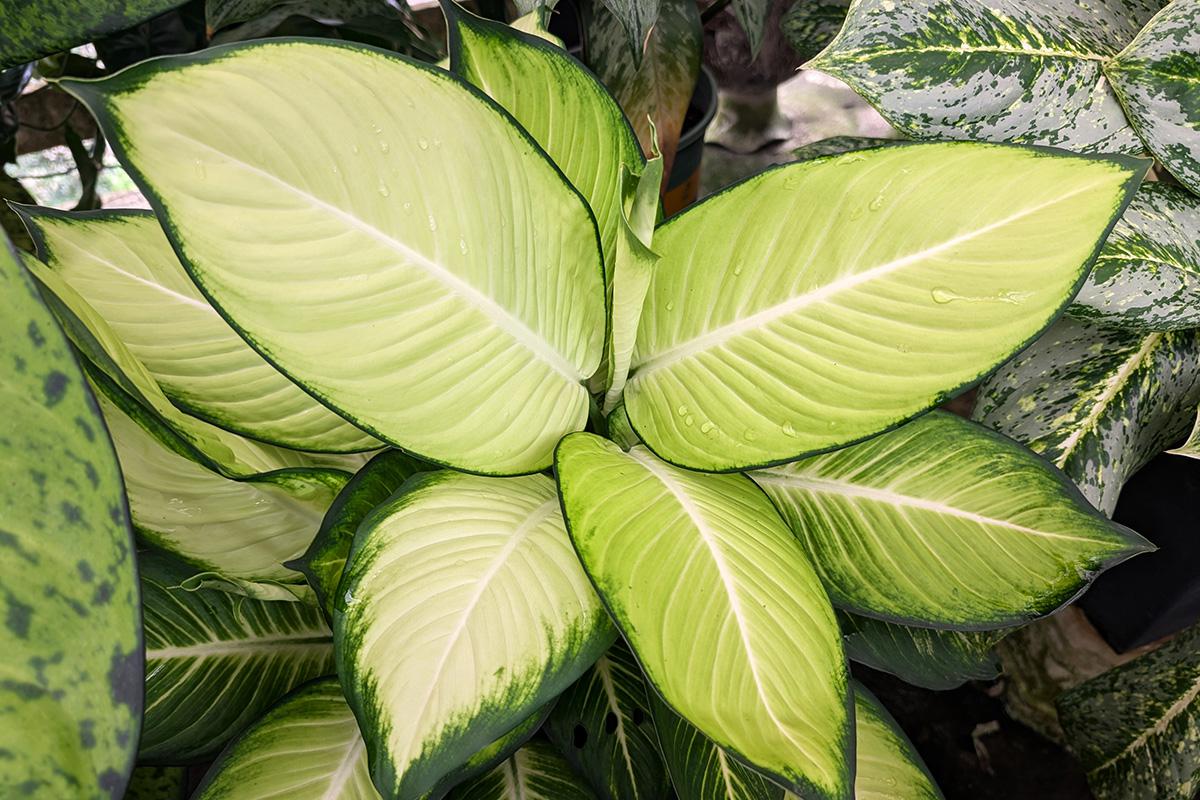 Dieffenbachia: pěstování, péče, zalévání a přesazování!