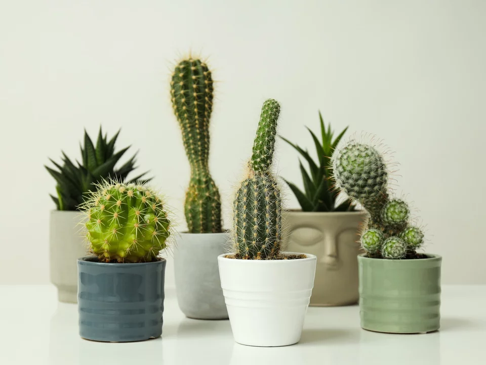 Kaktus nebo sukulent? Rozdíl, který zná jen 1 % lidí. A to mění vše v péči o pokožku!