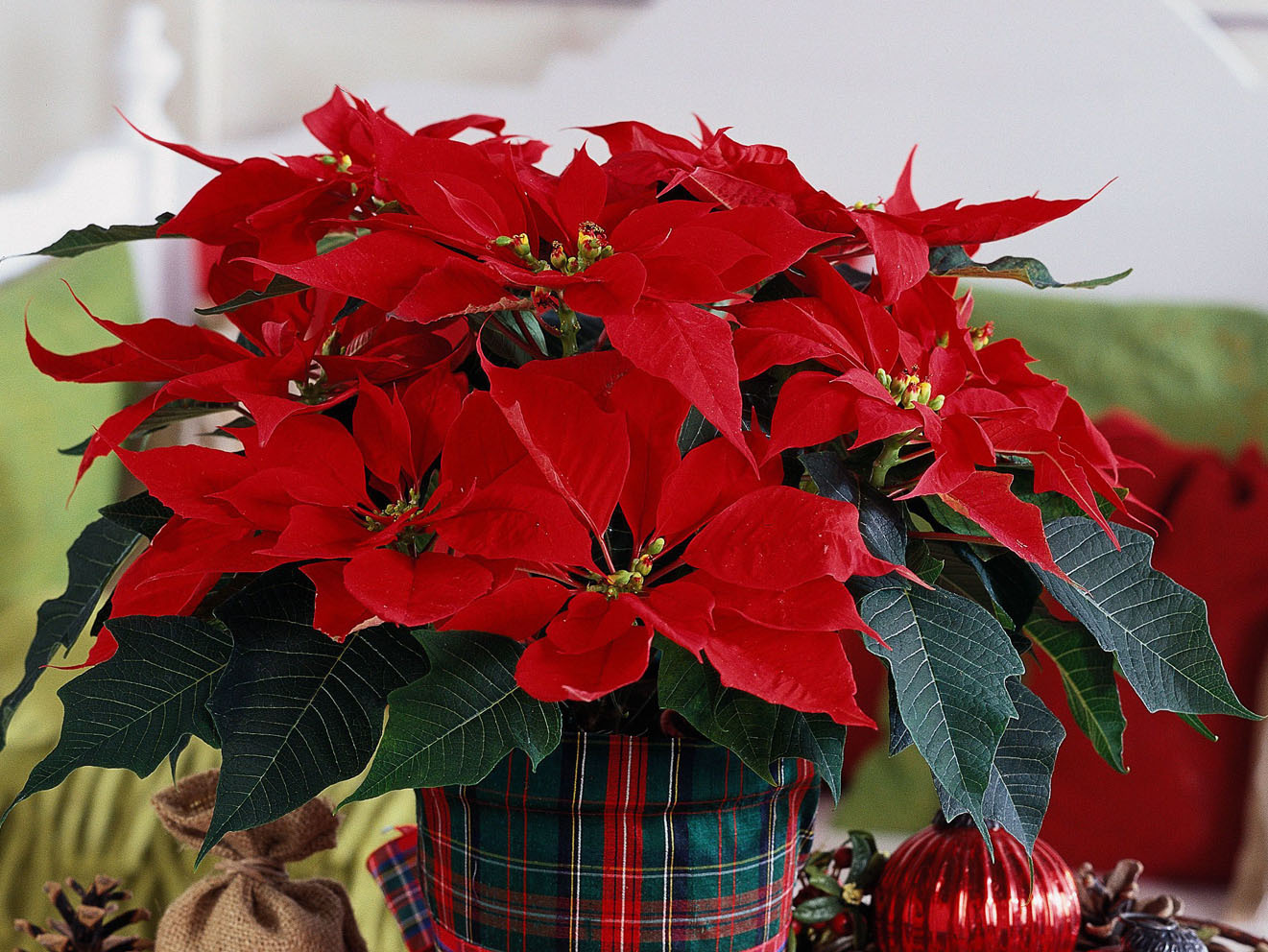 Nikdy sem nedávejte betlémskou hvězdu. Nezachráníte ji.