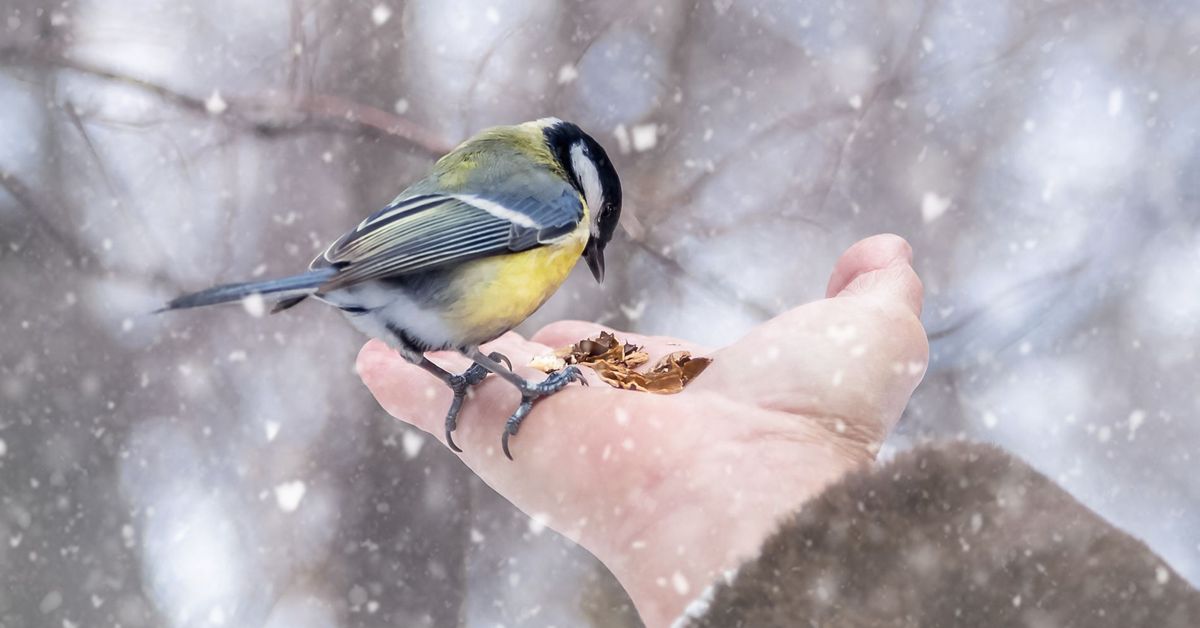 Jak zajistit ptákům vodu v zimě, aniž by byla ohrožena jejich bezpečnost.