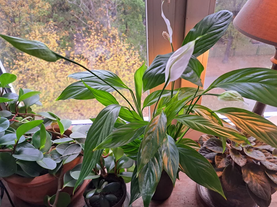 Přidejte 1 lžíci na litr vody. Spathiphyllum bude pučet, list po listu, poupě po poupěti.