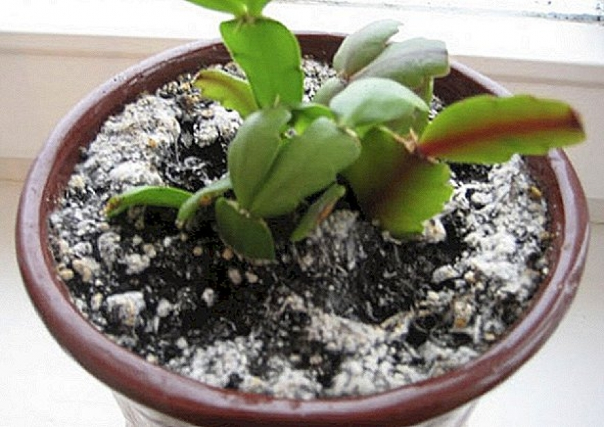 Vidíte ten povlak v hrnci? Nalijte to do hrnce a snadno zmizí.