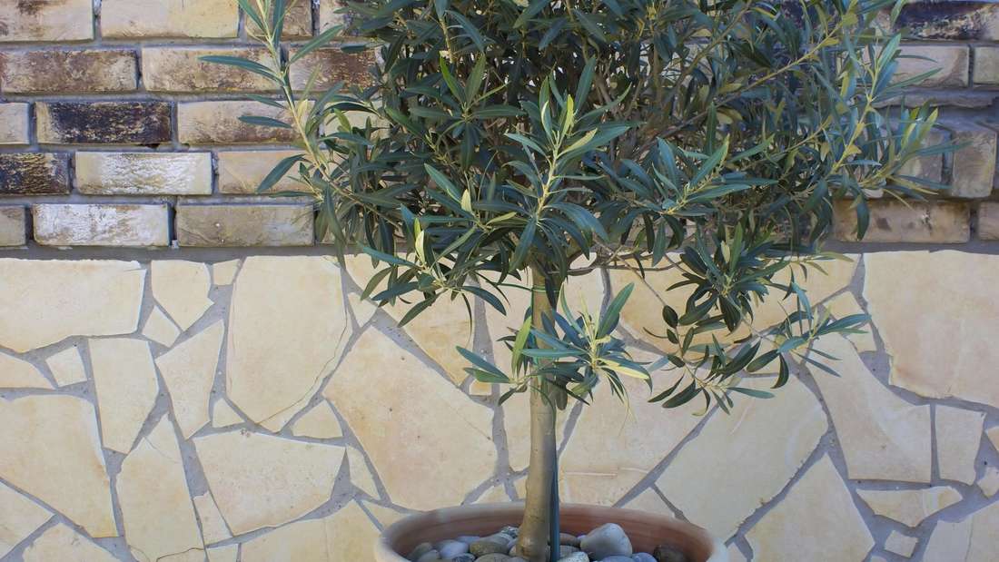 Zimování olivovníků: „Rostliny se obvykle cítí lépe na čerstvém vzduchu než v interiéru.“