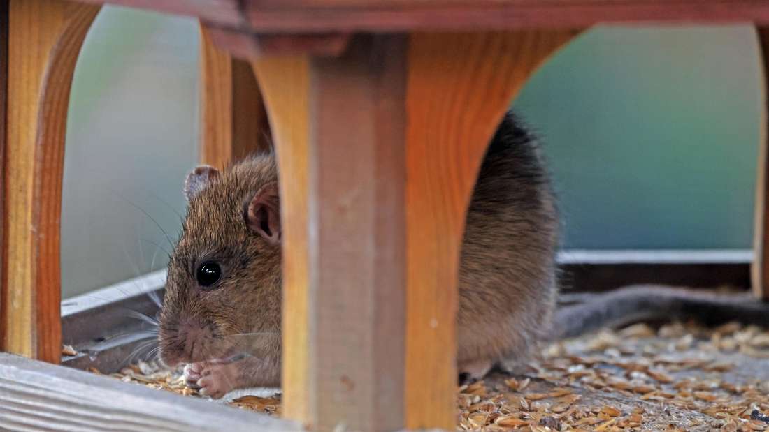 Krysy v ptačí budce: tyto tipy vám pomohou okamžitě