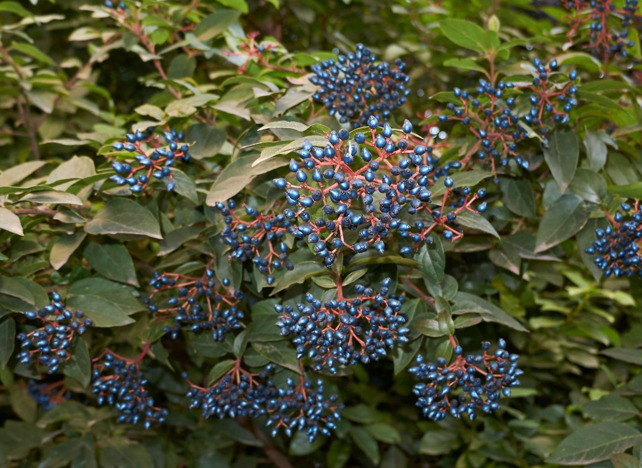 Chrání zahradu po celý rok, protože neztrácí listy. Kalina vavřínolistá – pěstování a použití