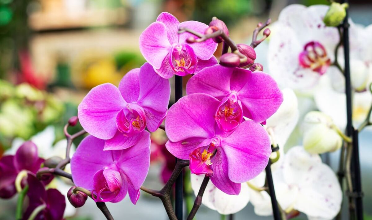Orchideje tuto koření milují. Dokonce je regeneruje po silném přemokření.
