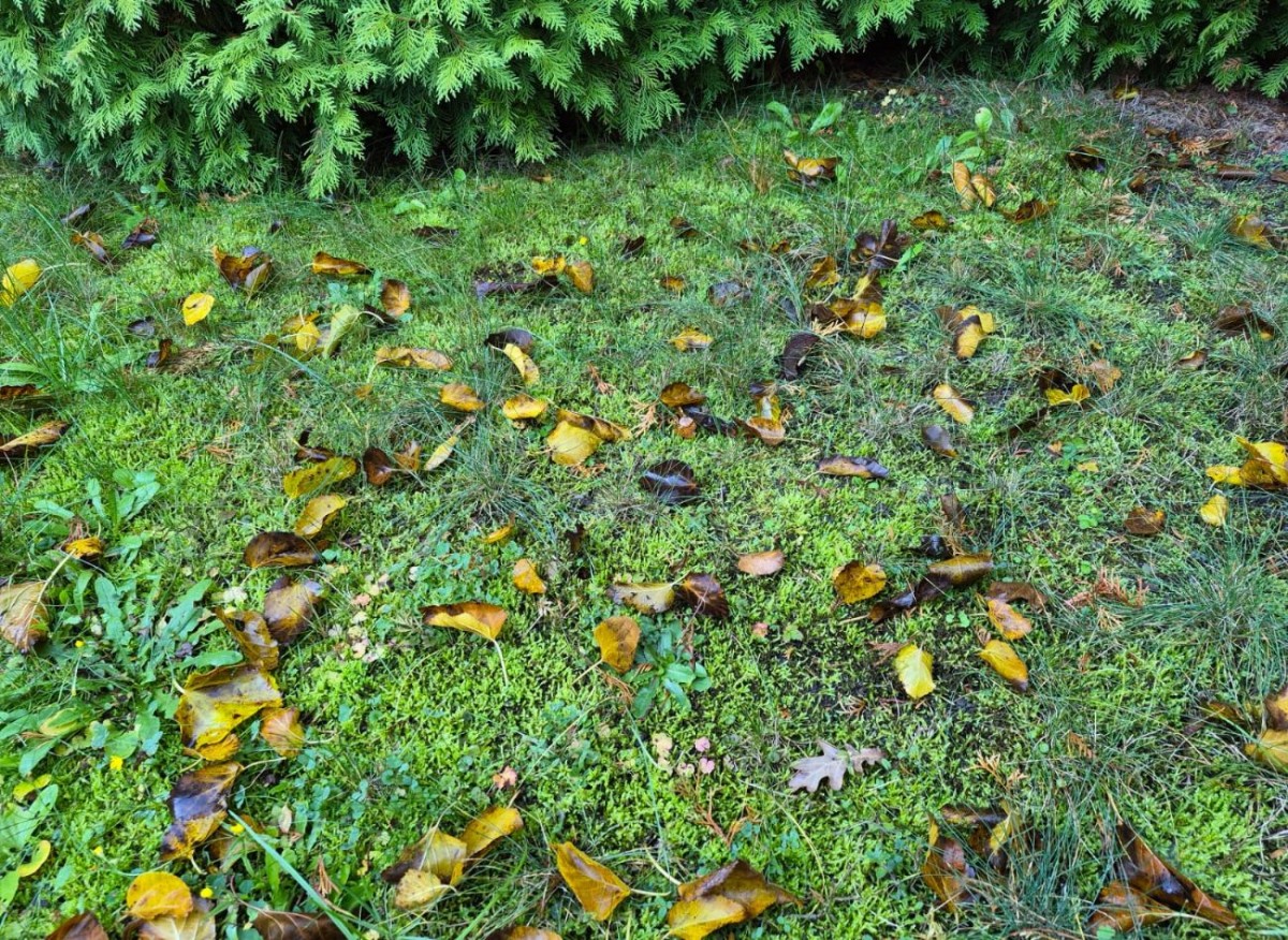 Jak se jednou provždy zbavit mechu na trávníku? Na podzim se hodí levný prostředek, který už máte doma.