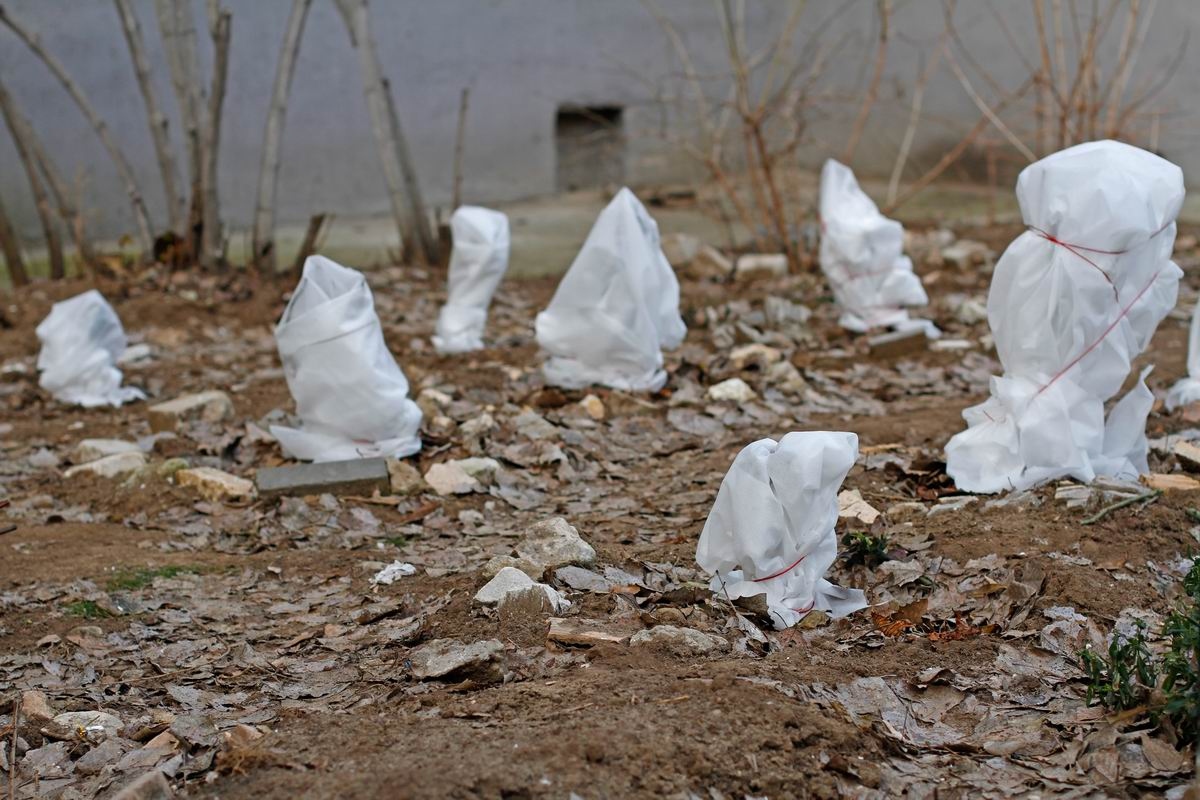 Ochrana trvalek před chladem: základní tipy pro bujnou jarní zahradu