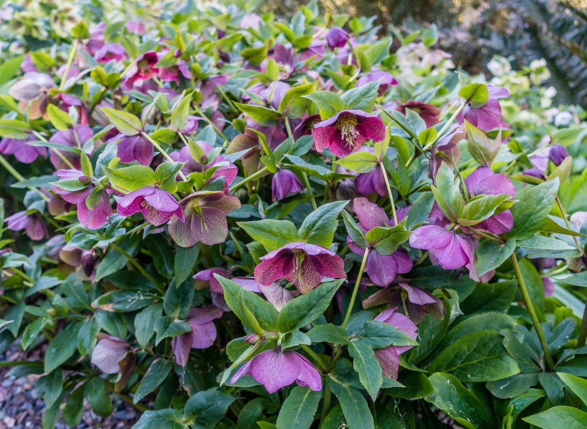 Velké, krásné květy po celou zimu. Stačí to udělat v listopadu s mrazuvzdornými rostlinami.