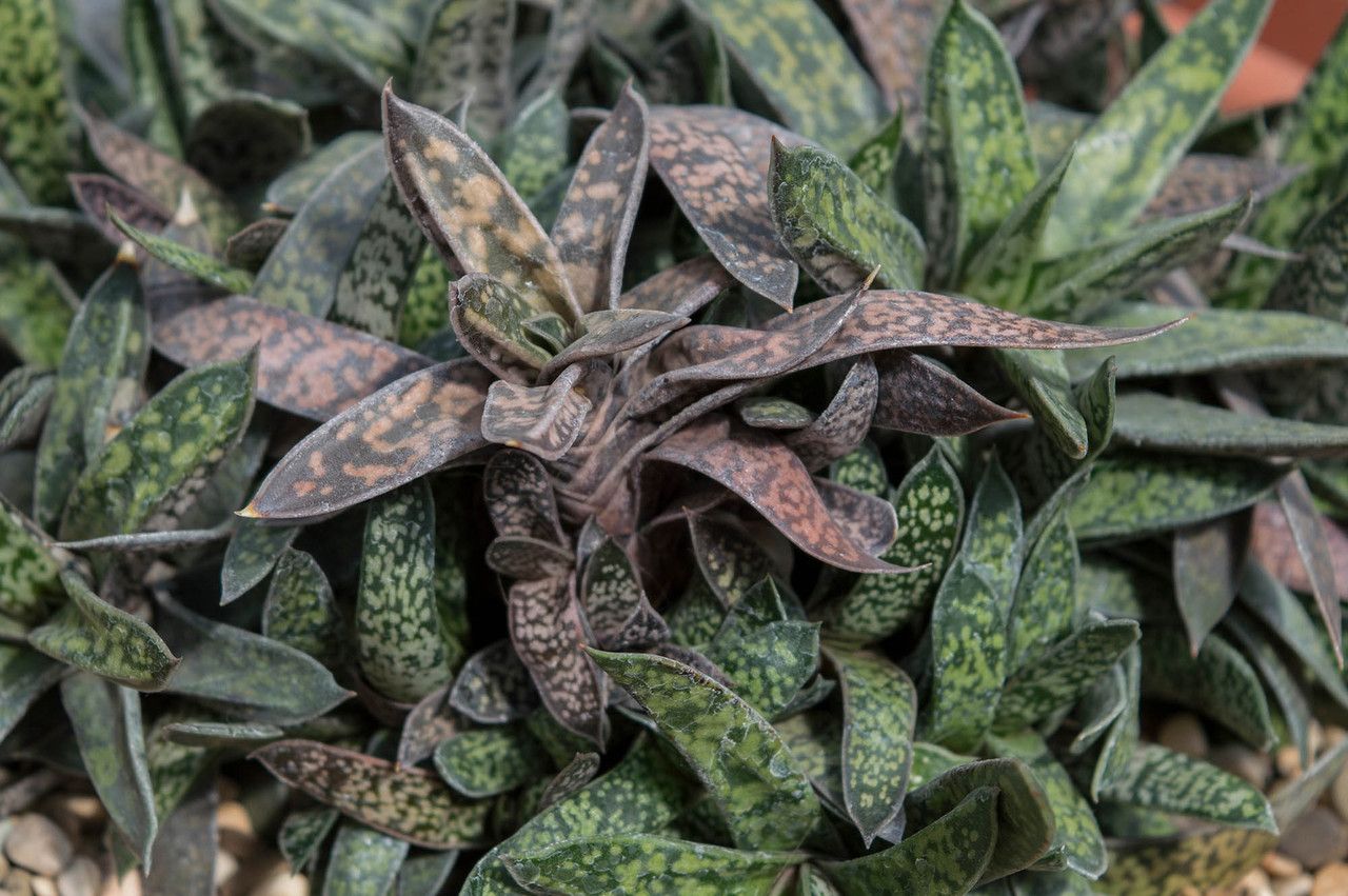 Zapomínáte zalévat květiny? Těchto 7 pokojových rostlin přežije všechno!