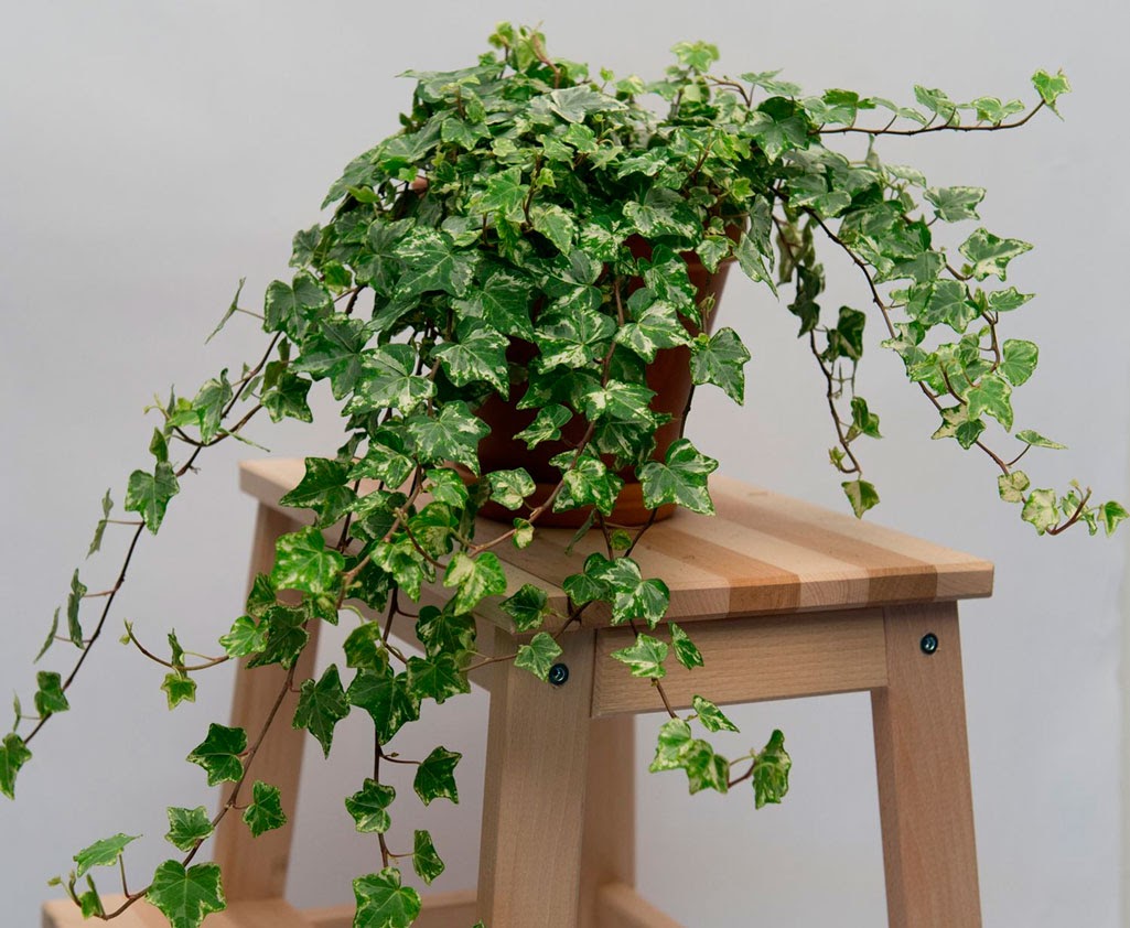 Těchto 7 pokojových rostlin čistí vzduch a zabraňuje vzniku plísní, abyste mohli dýchat čistý vzduch ve svém domě.