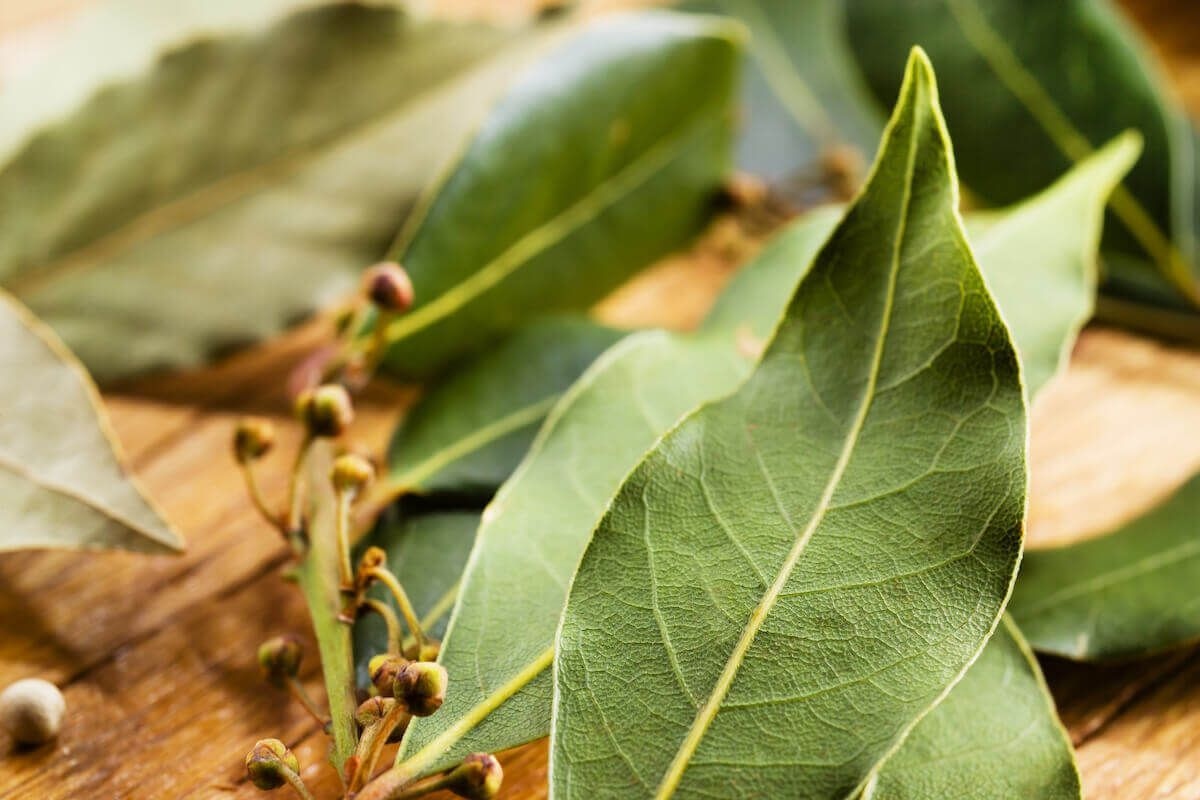 Smíchání bobkového listu a jedlé sody: proč je to vhodné a k čemu se to používá