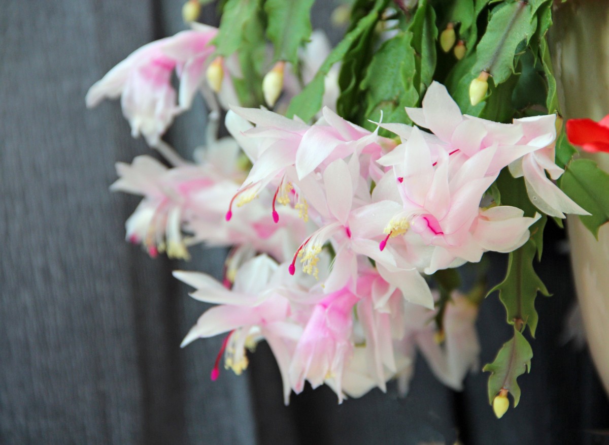 Ficus může žít až 100 let, ale s malou pomocí. Bude kvést bohatě a pravidelně