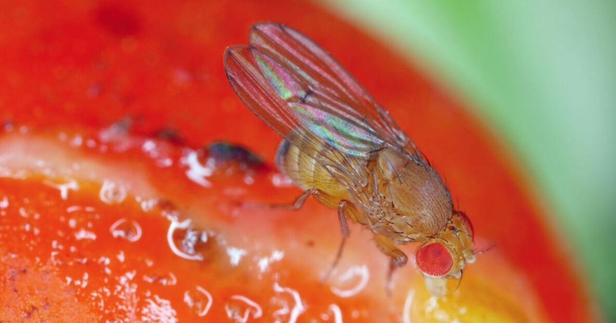 Toto je nejjednodušší způsob, jak odradit mouchy z kuchyně.