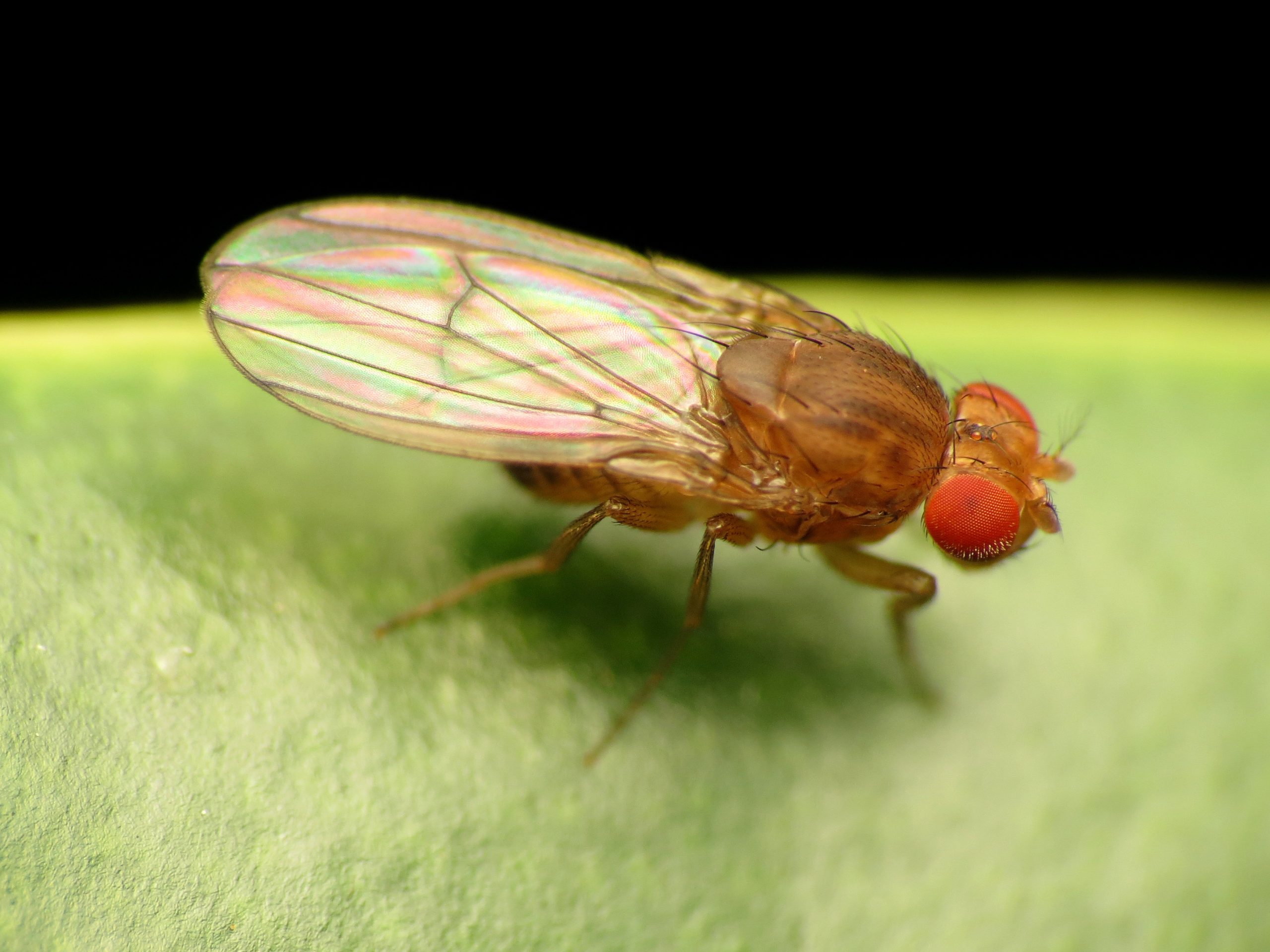 Rozlučte se s muškami ve váze s ovocem: domácí prostředky na ochranu ovoce před hmyzem