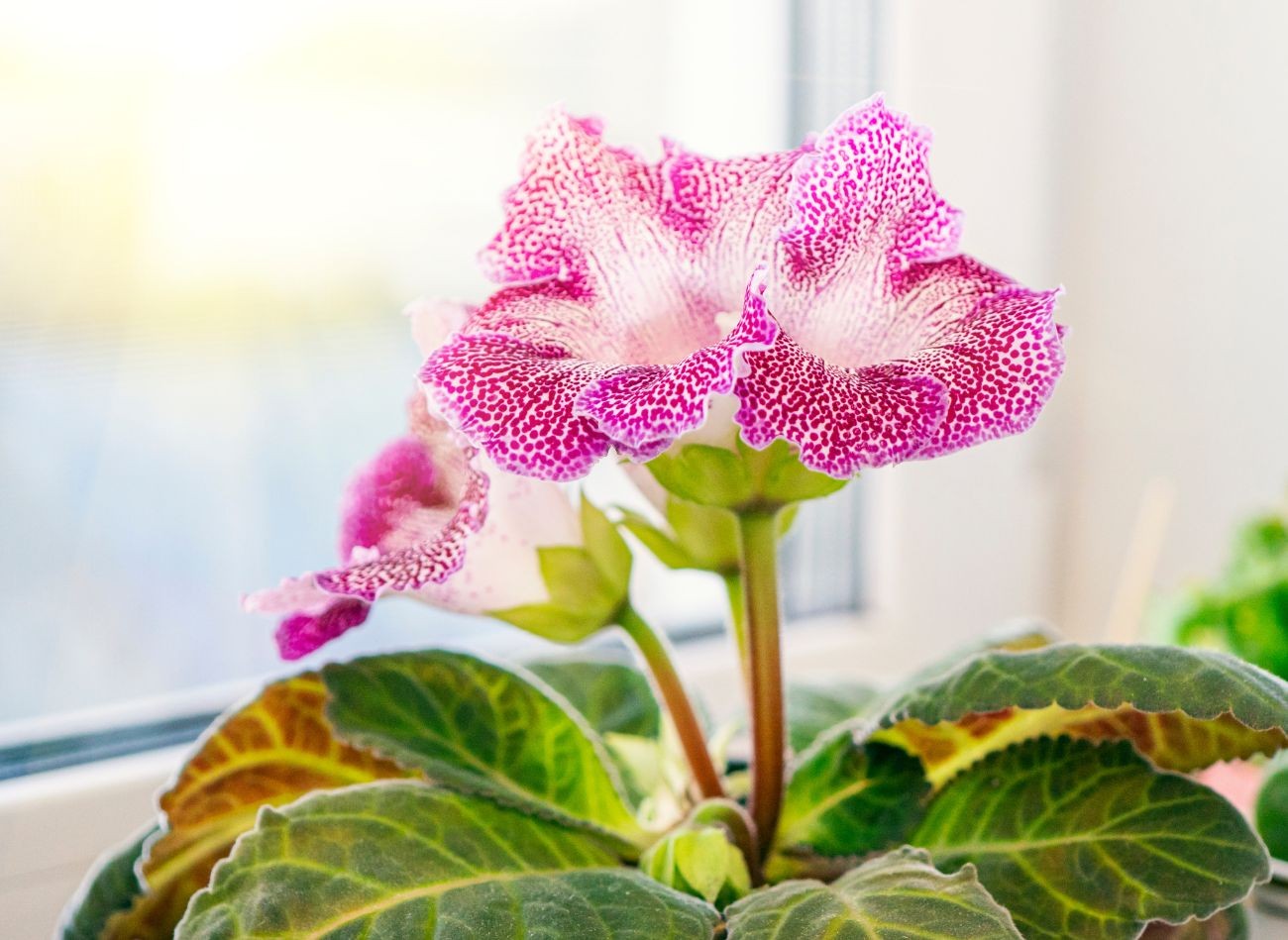 Sametové květy zdobí dům od jara do podzimu. Zimní období a péče o hlíznatou gloxinii