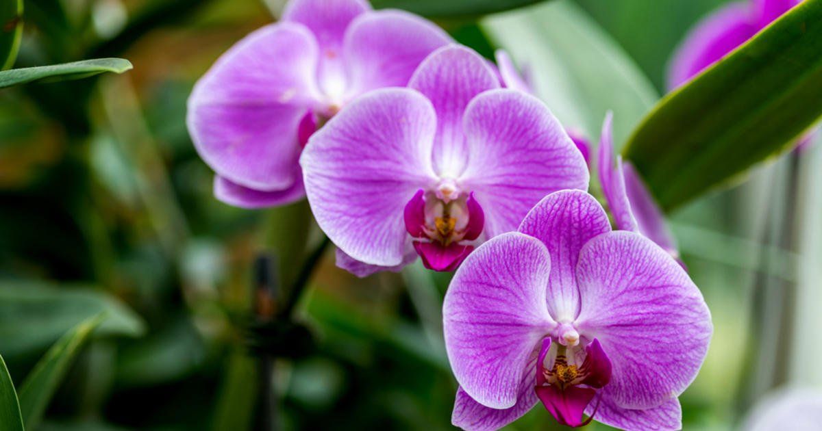 Orchideje tuto koření milují. Dokonce je regeneruje po silném přemokření.