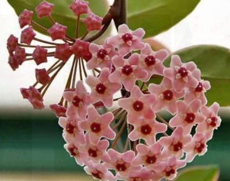 Málokdo ví, že tato pokojová rostlina dodá barvu každé místnosti a naplní celý dům příjemnou vůní.