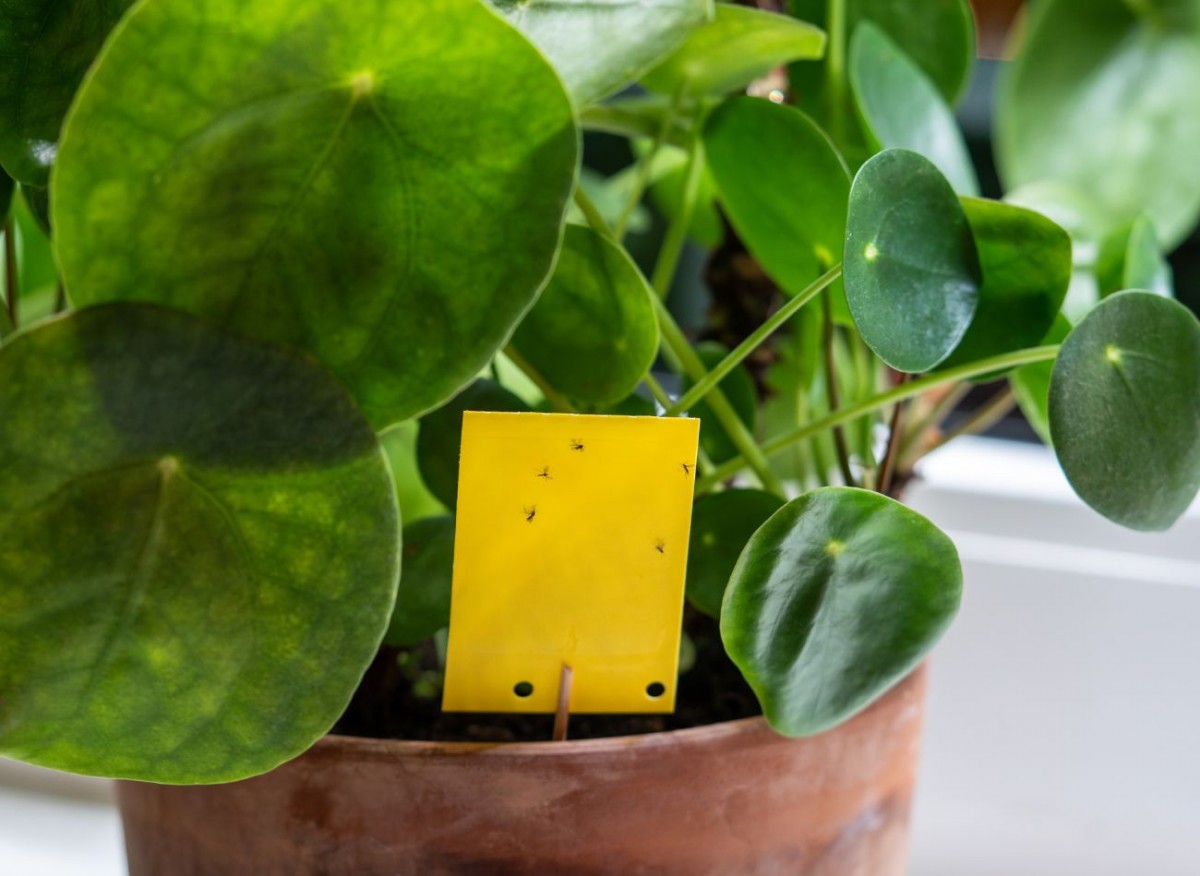 Málo známý prostředek proti mouchám. Dejte několik kusů do květináče a mouchy přestanou létat.