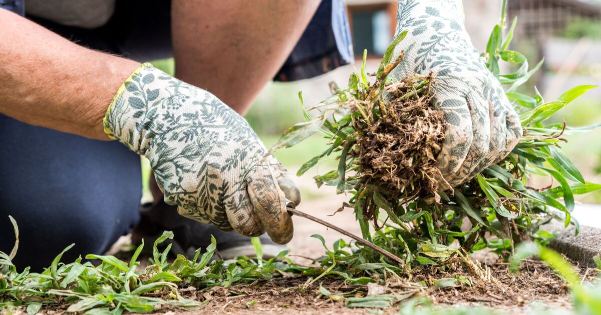V listopadu ho vyneste do zahrady. Na jaře na plevel zapomenete.