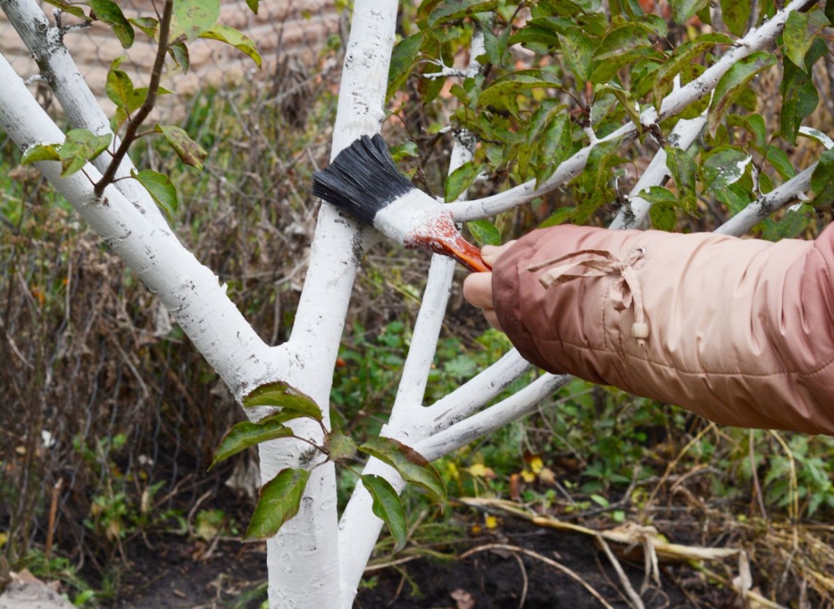 Před zimou obalte kmeny ovocných stromů a nebudete litovat. Úroda příštího roku bude větší, než si myslíte