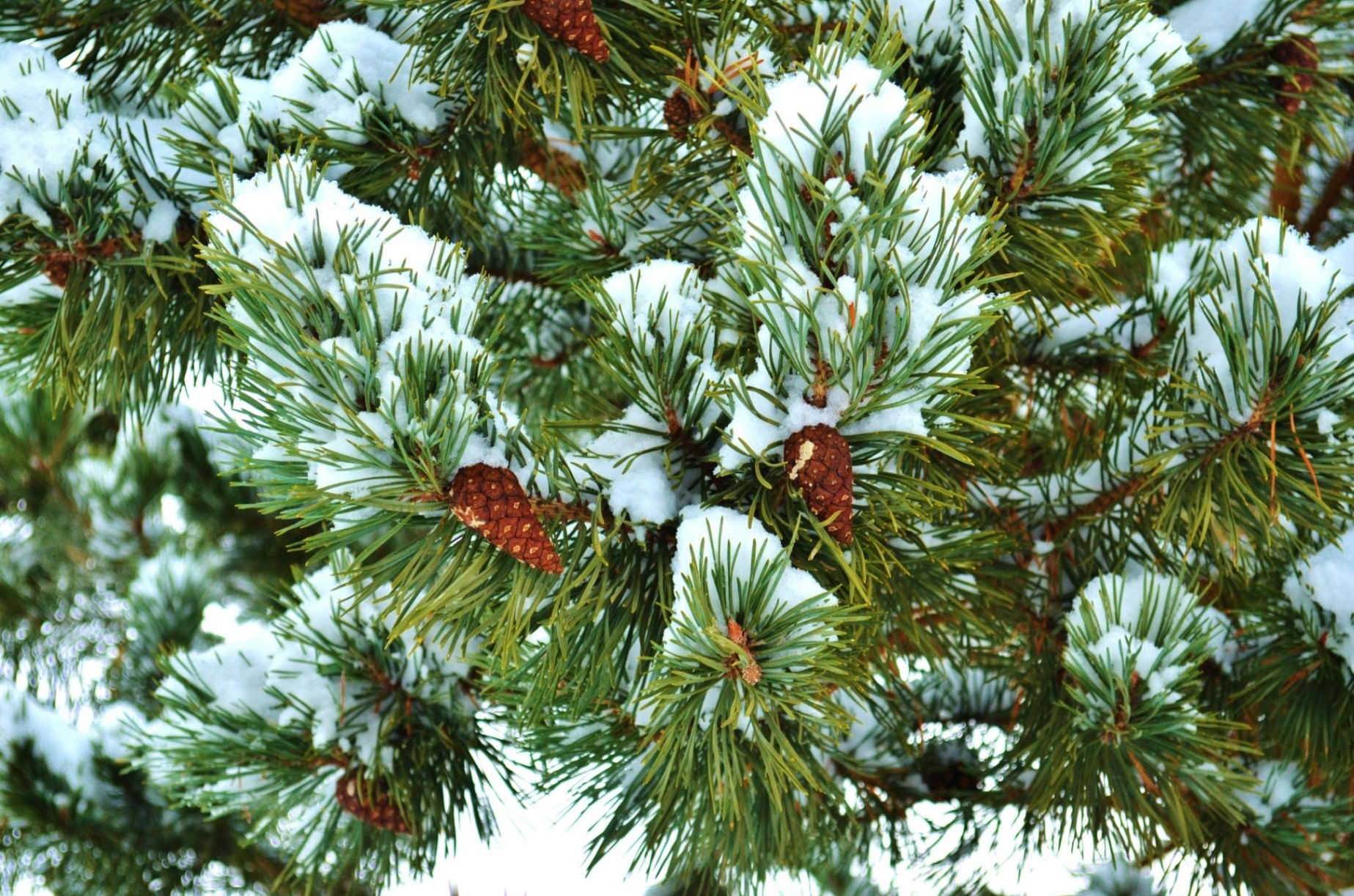 Správná péče o jehličnaté stromy v zimě