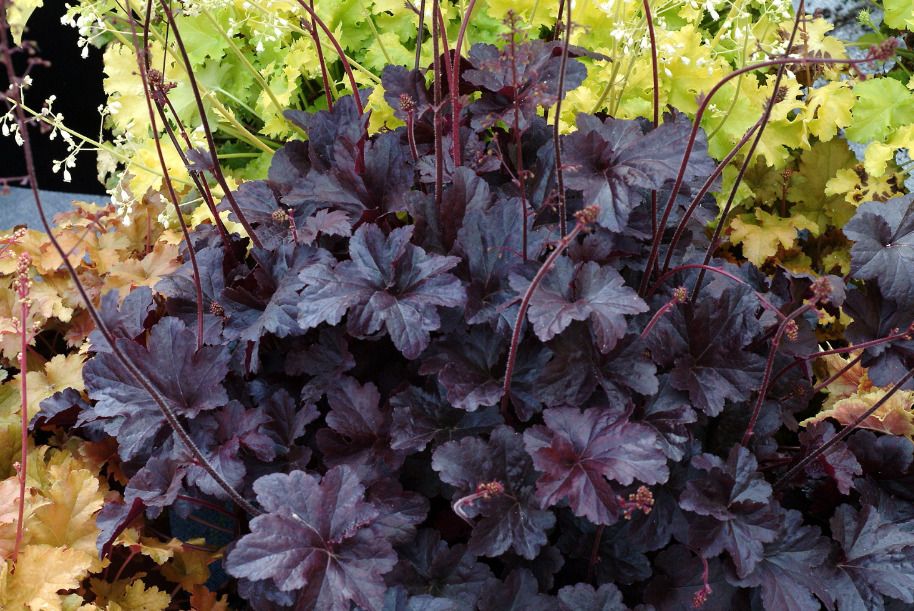 Tyto trvalky, které se vysazují jednou na podzim... a které vám budou vděčné po celý život