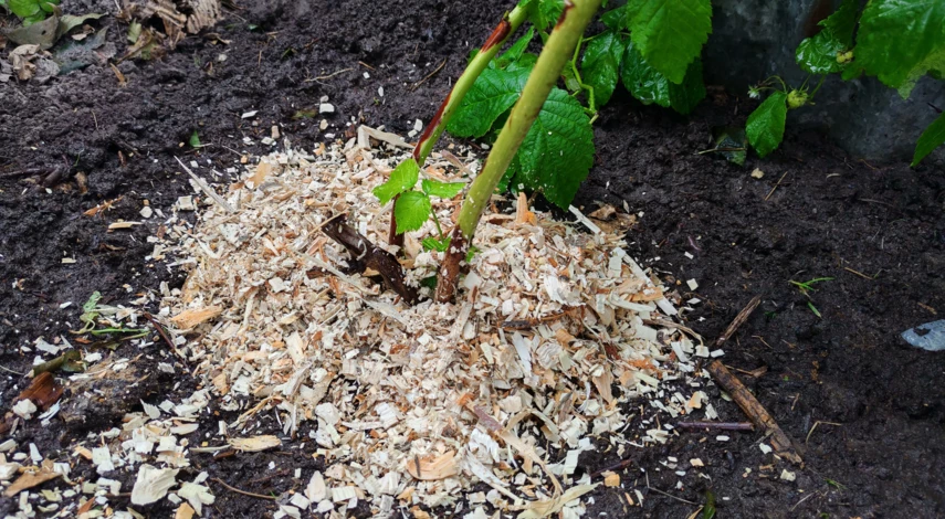 Je to nejlepší hnojivo pro maliny a lze jej snadno získat z odpadu, který všichni produkujeme na podzim.