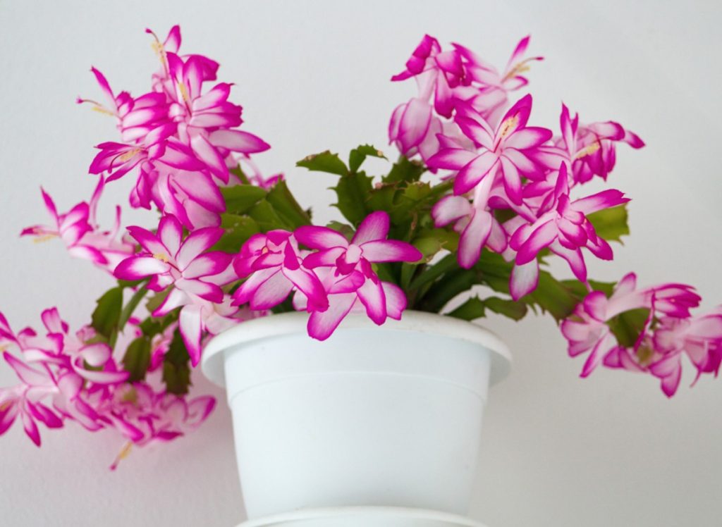 Vánoční kaktus bude bohatě kvést. Kamarád, který je květinář, mi dal recept na skvělé hnojivo.