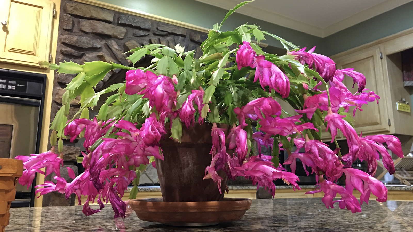 Vánoční kaktus bude bohatě kvést. Kamarád, který je květinář, mi dal recept na skvělé hnojivo.