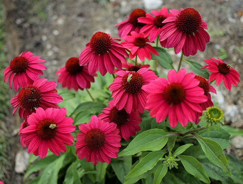 Rostliny, které lze vysévat na poslední chvíli. Nebojí se sněhu ani mrazu
